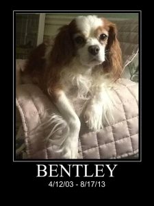 Bentley was a Cavalier King Charles Spaniel who lived from 4/12/03 to 8/17/13