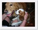 Bentley, a Cavalier King Charles Spaniel, and his best friend Tucker
