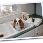 Bentley, a Cavalier King Charles Spaniel, getting ready for a bath at home.