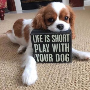 Cute Cavalier Spaniel holding a sign says "Life is short, Play with your dog"