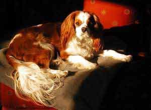 Bentley, the world's most lovable Cavalier King Charles Spaniel