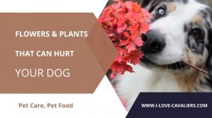 Flowers and Plants that can hurt your dog