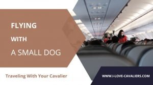 Flying with a small dog