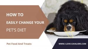 How to easily change your pet’s diet