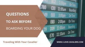 Questions to ask before boarding your dog