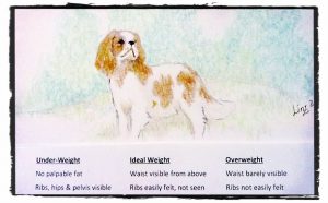 Image of weight guidelines for Cavalier King Charles Spaniels