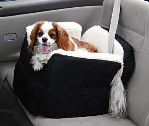 A Cavalier King Charles Spaniel in his car seat