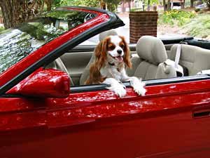 A Cavalier King Charles Spaniel ready to ride in a red convertible.