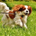 How to avoid fleas on dogs like this Blenheim Cavalier King Charles Spaniel