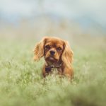 A Ruby Cavalier King Charles Spaniel puppy sits in a field of grass.