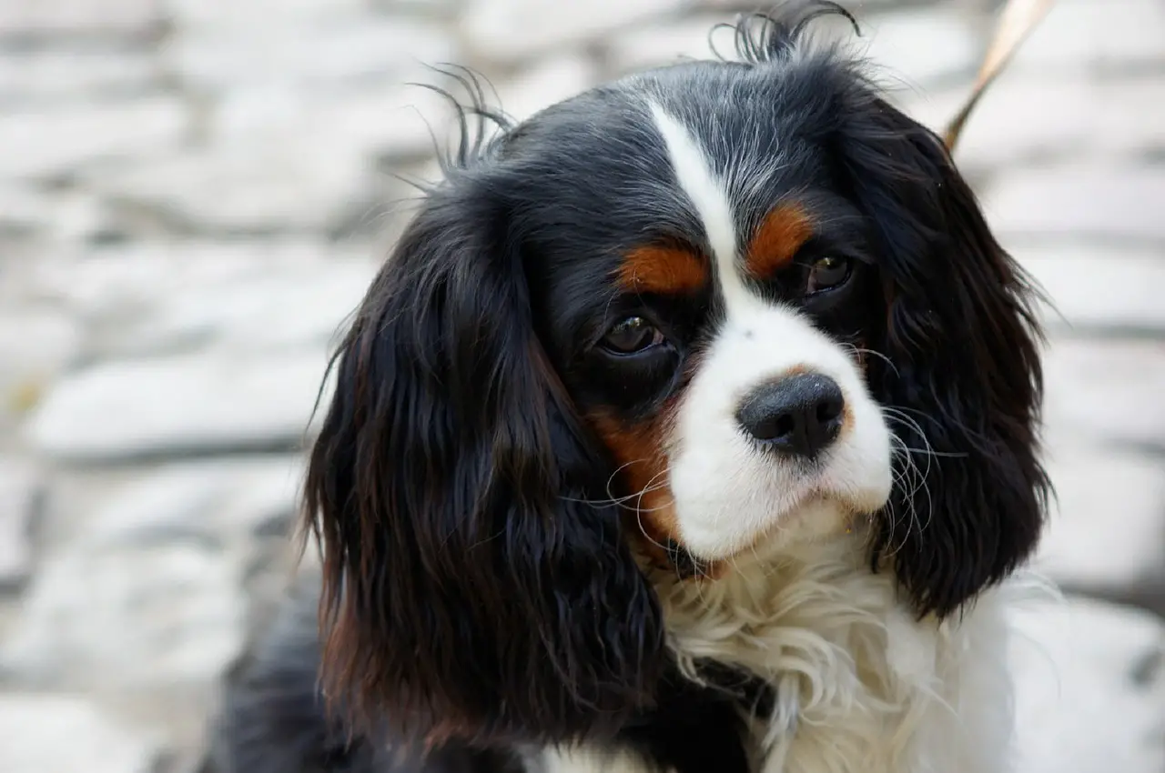 Colors of Cavalier King Charles Spaniels ILove