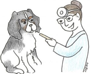 Vet examines a Cavalier King Charles Spaniel