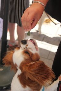 Cavalier King Charles Spaniels love getting a treat!