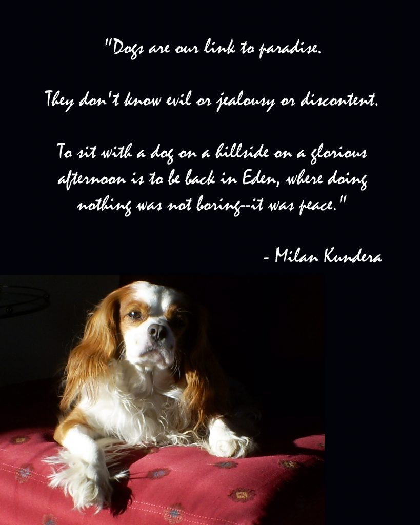 Dog Quotations