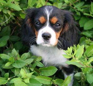 cavalier dog shed