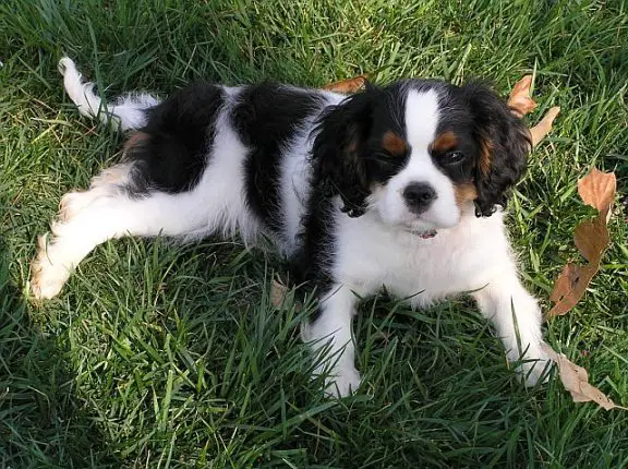 Barley is a tricolor Cavalier King Charles Spaniel.
