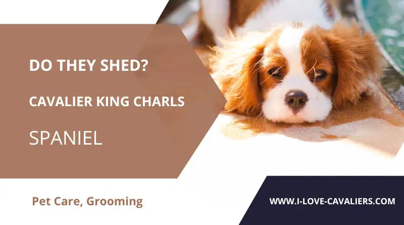 Cavalier King Charles Spaniels - do they shed