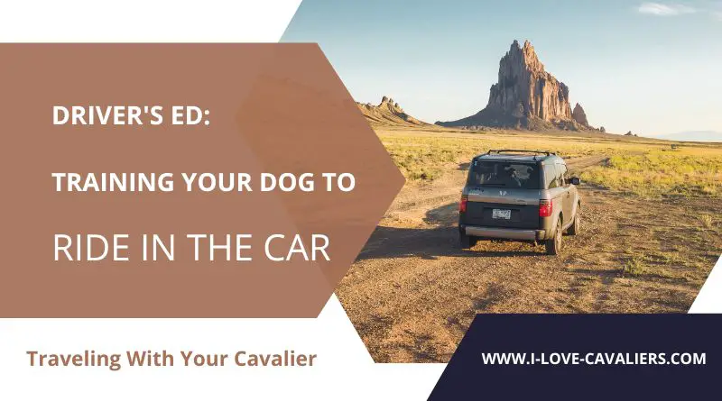 Driver’s Ed Training your dog to ride in the car