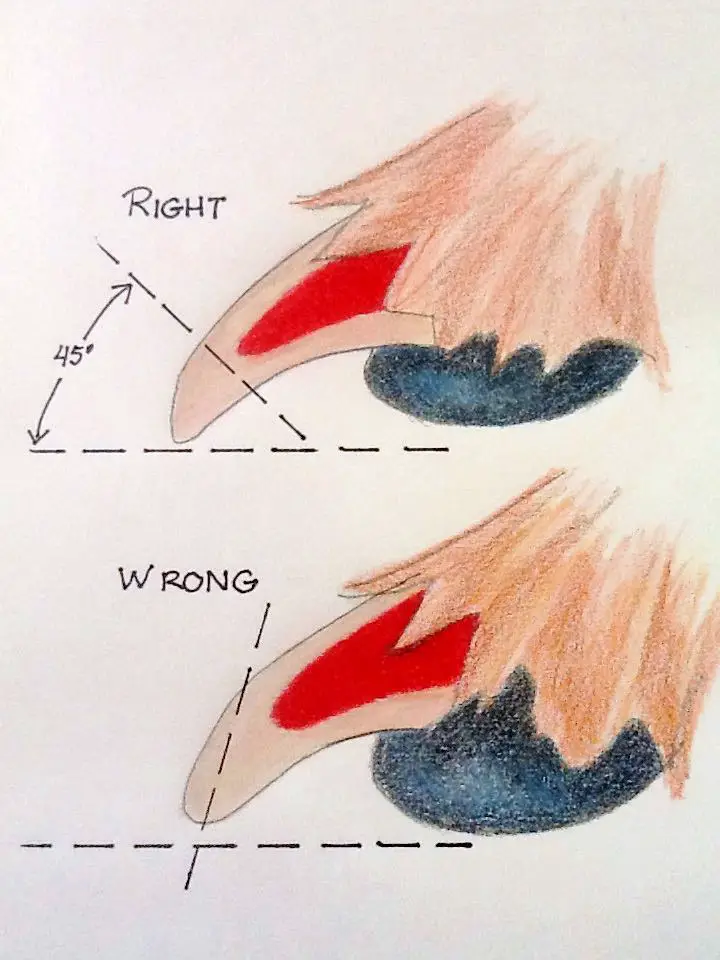 Trimming your Cavalier's Nails (Step-by-Step Guide)
