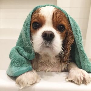 Image of a Cavalier wrapped in a bath towel