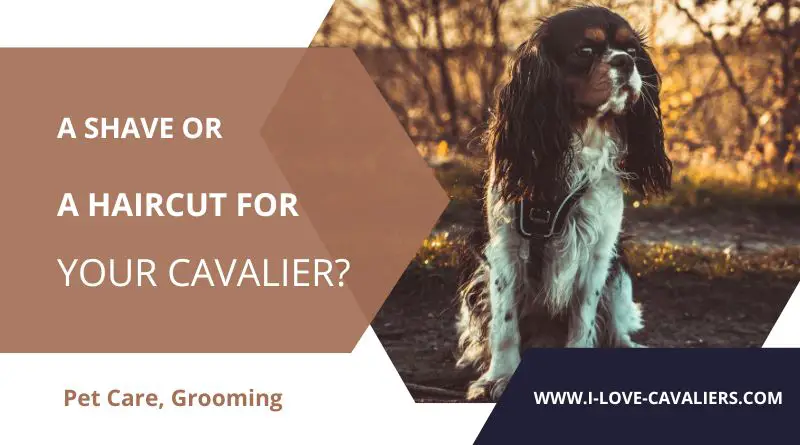 A Shave or a Haircut for your Cavalier