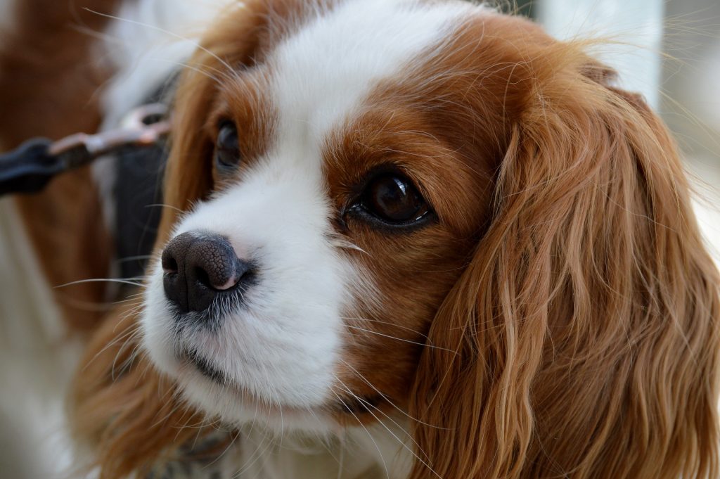 Blenheim Cavalier King Charles Spaniel