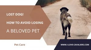 Lost Dog! How to avoid losing a beloved pet