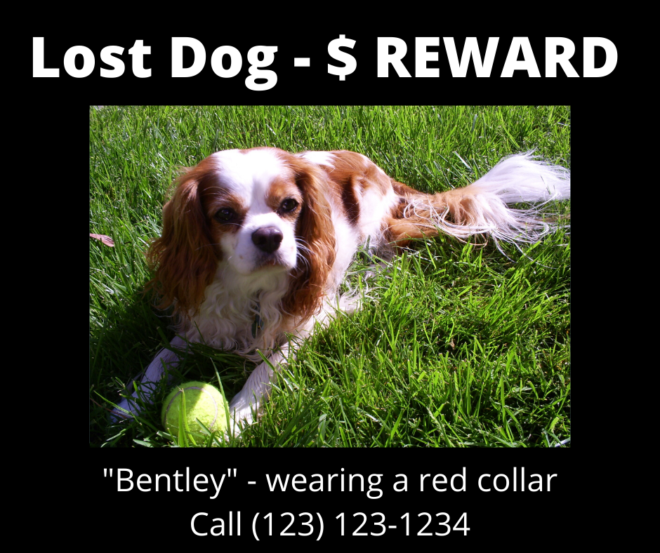 Example Lost Dog Poster