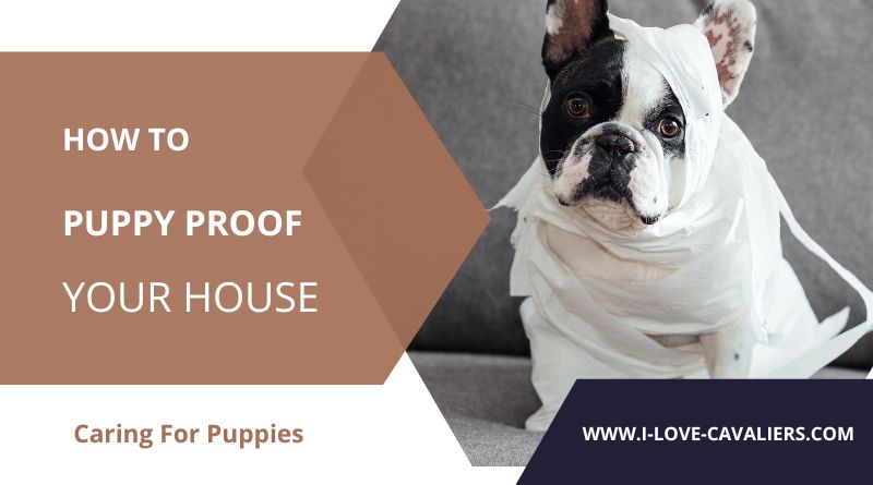 Easy steps to puppy proof your house