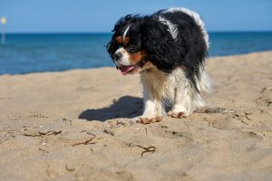 Tricolor Cavalier King Charles Spaniel risks heat stroke on the beach