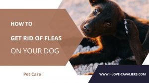 how to get rid of fleas on your dog