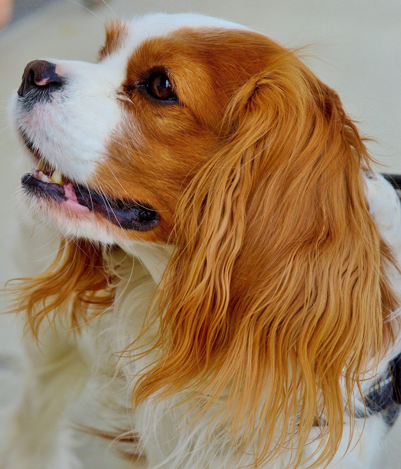 Rasa Cavalier - I-Love-Cavaliers.com