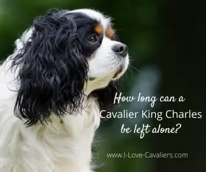 How long can a Cavalier King Charles Spaniel be left alone?