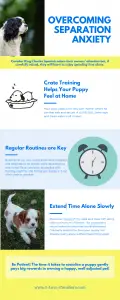 Infographic on Separation Anxiety