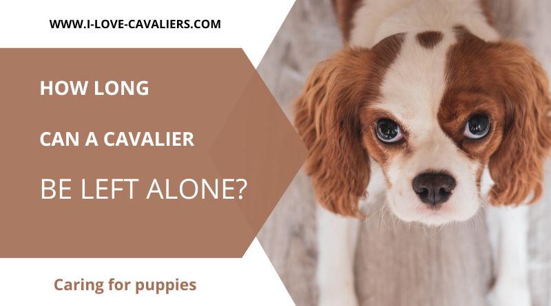 how long can a cavalier be left alone