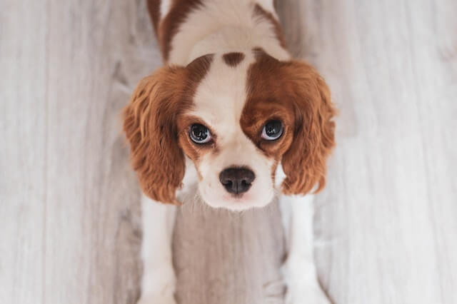 Blenheim Cavalier laying on the floor