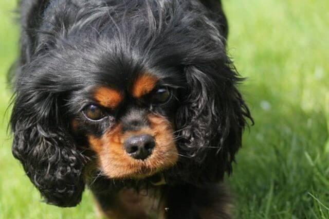 black and tan cavalier walking on the grass