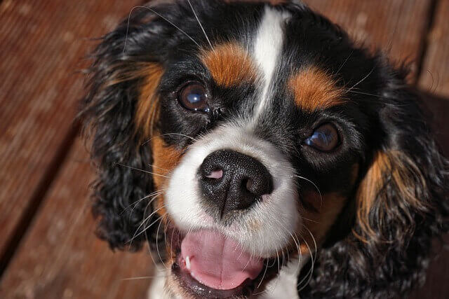 closeup photo of a tricolor Cavaliers