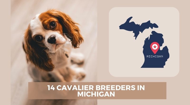 14 Cavalier breeders in Michigan