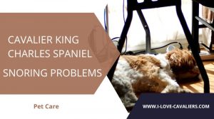cavalier king charles spaniel snoring problems