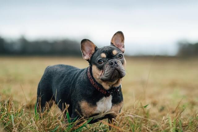 Black French Bulldog in a grassy field