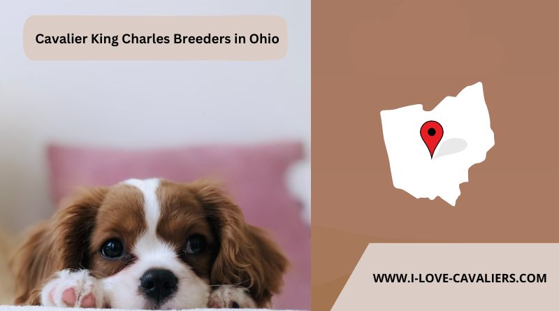 Cavalier King Charles Breeders in Ohio