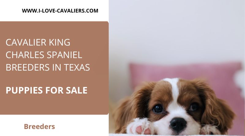 Cavalier king charles spaniel breeders in texas