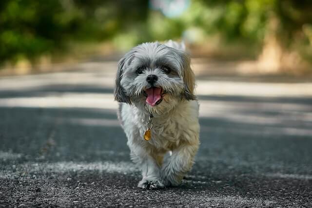 Shih Tzu walking on concrete