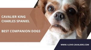 best companion dog for cavalier king charles spaniel