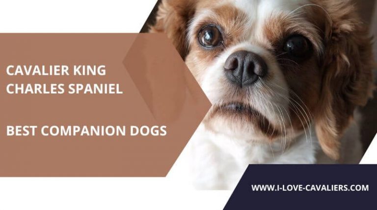 5 Best Companion Dogs for Cavalier King Charles Spaniel