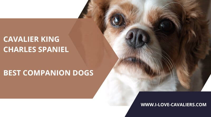 best companion dog for cavalier king charles spaniel