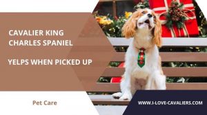 cavalier king charles spaniel yelps when picked up