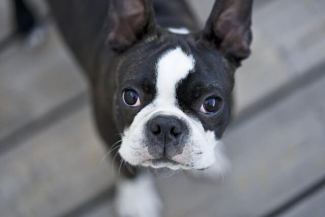 close up photo of boston terrier