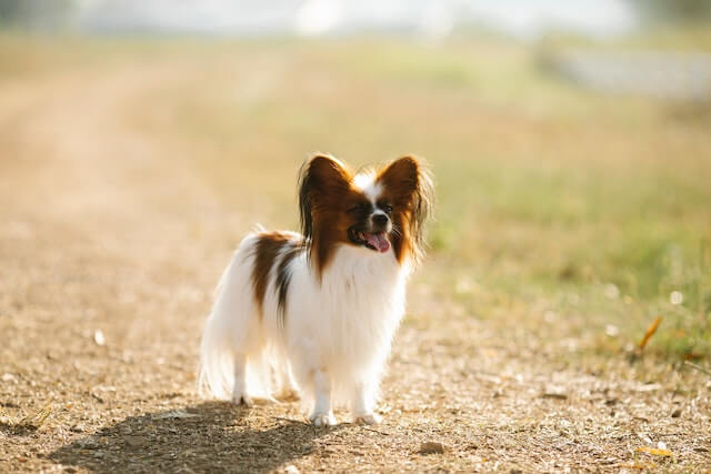 papillon standing on brown ground
